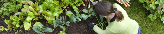 Birds eye view of a woman gardener weeding an organic vegetable garden with a hand fork.