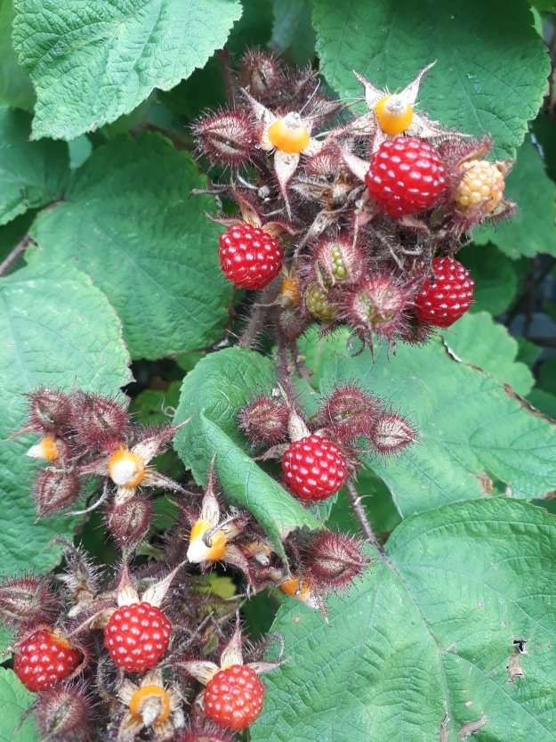 Wineberry